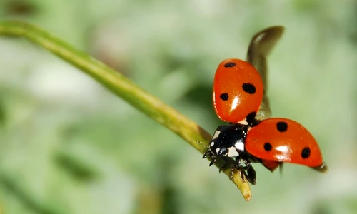 1 ladybug 55056 1280 jpg jpeg