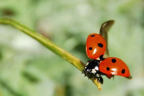 1 ladybug 55056 1280 jpg jpeg