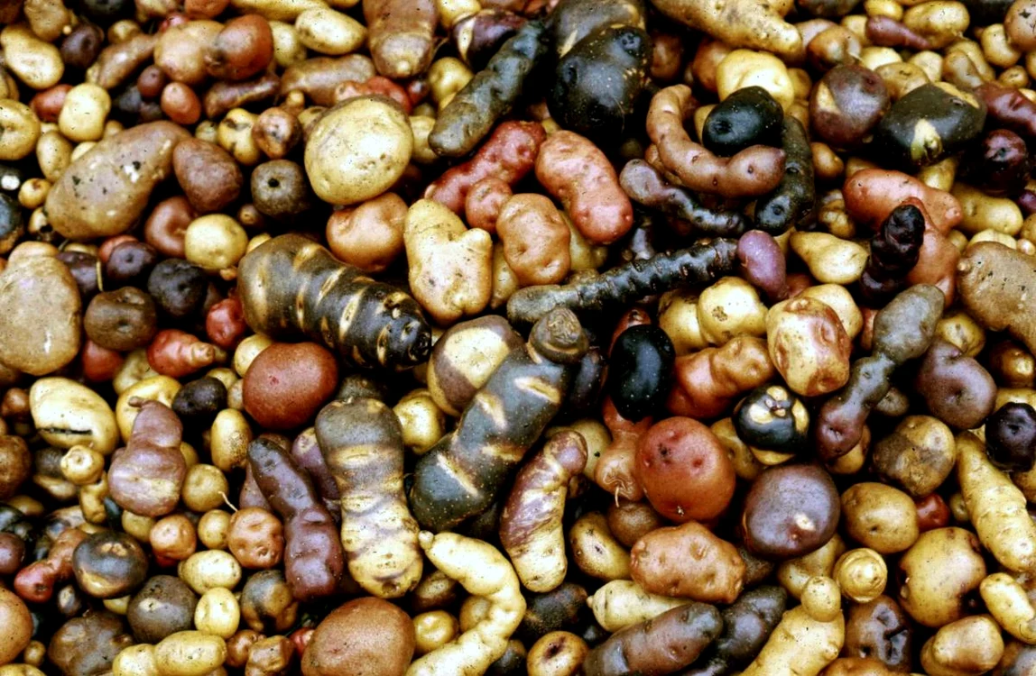 peru potato jpg jpeg