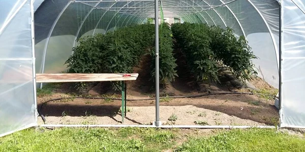legume solarii tiur alba