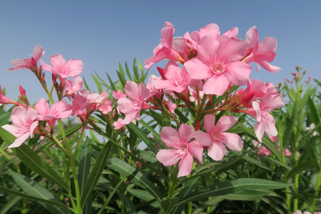 Leandrul este o floare deosebită / foto: Pixabay