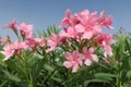 flower 3327827 1280 jpg