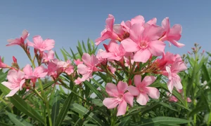 flower 3327827 1280 jpg