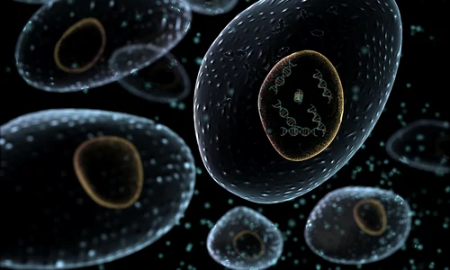 celule canceroase jpeg