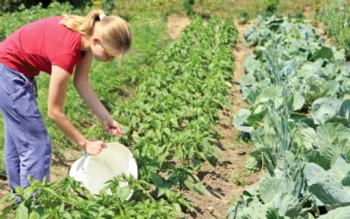 Tânăra dă o mână de ajutor în grădina familiei