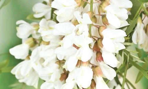 1 69021 original jpg jpeg