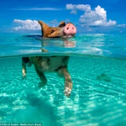 insula porci