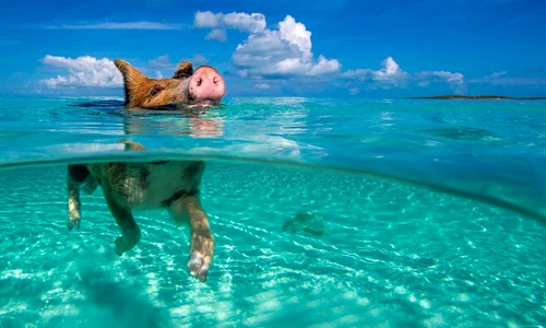 insula porci