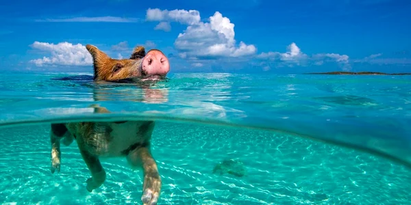 insula porci