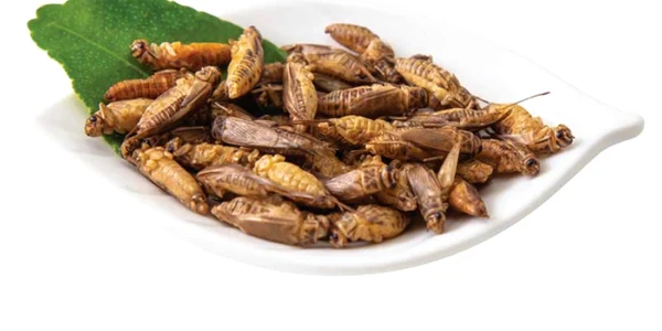 greiere-de-casaacheta-domesticus-crickets.jpg