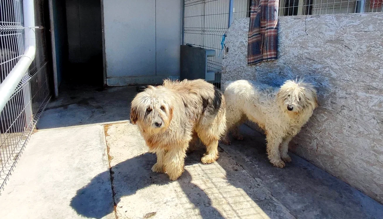 Ursula și Calvin / FOTO: Ajutați-l pe Lăbuș