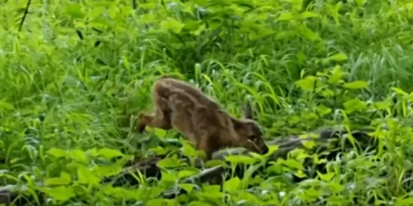 bambi caprioara