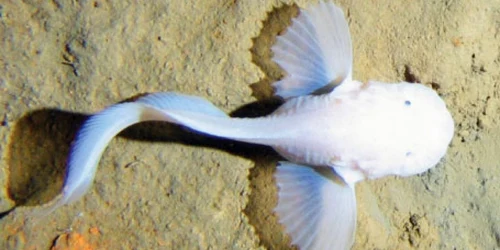 Oamenii de ştiinţă au descoperit noi vietăţi la adâncimi extreme