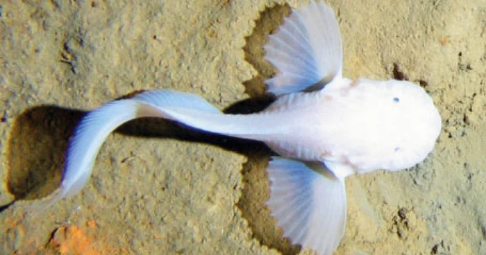 Oamenii de ştiinţă au descoperit noi vietăţi la adâncimi extreme