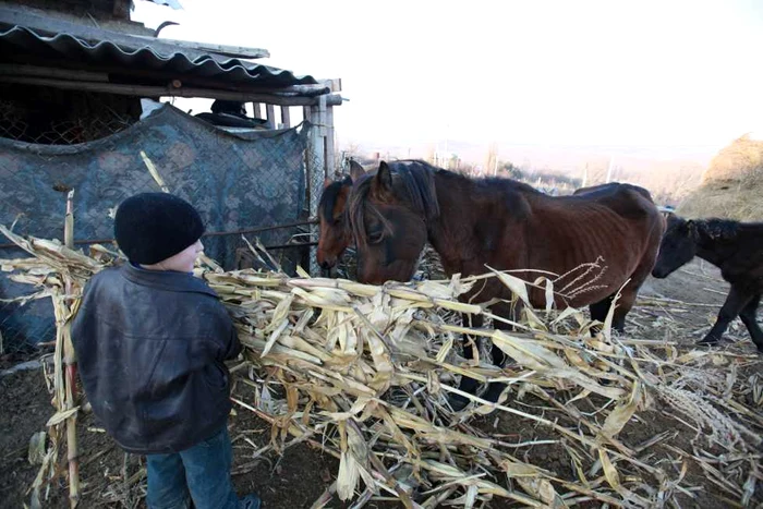 Radu are grijă de animale