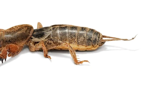 coropisnita jpg