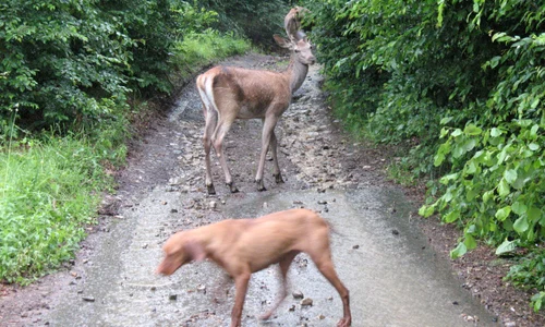 Câinele de vânătoare, cel mai bun prieten al puiului de cerb jpeg