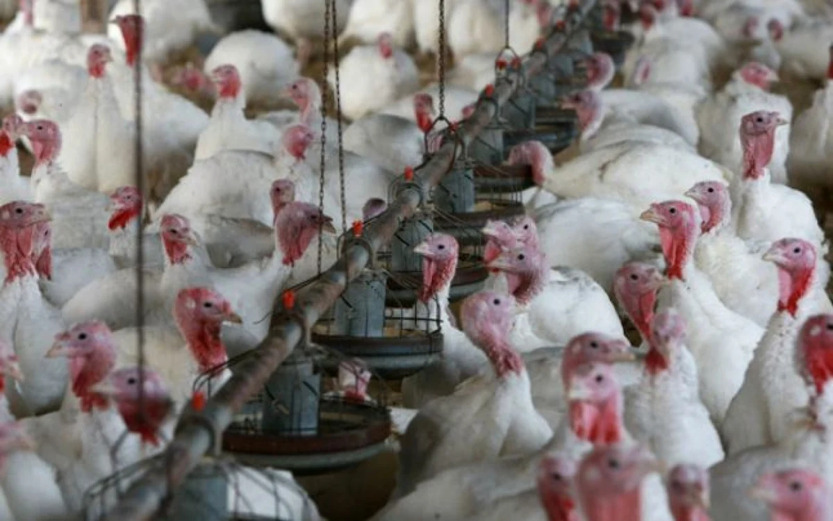 La ferma de curcani de la Codlea nu s-au găsit nereguli. FOTOArhivă.