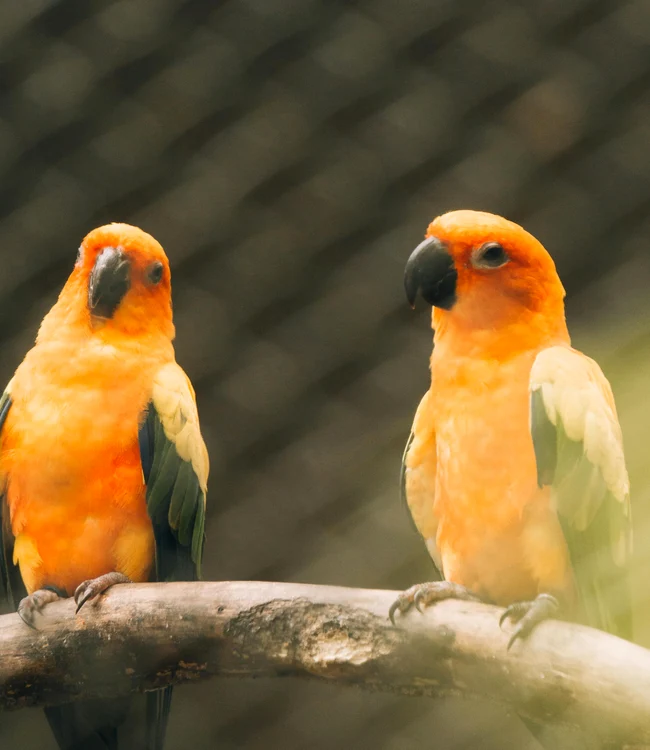 Papagalii se strigă pe nume / foto: Pexels 