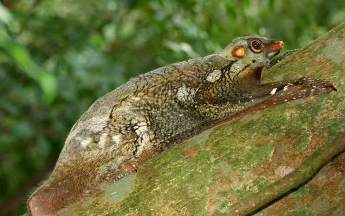 Sunda Colugo