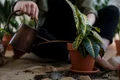Cum alegi tipul de pa╠åma╠ént potrivit pentru plantele la ghiveci jpg