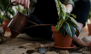 Cum alegi tipul de pa╠åma╠ént potrivit pentru plantele la ghiveci jpg