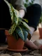 Cum alegi tipul de pa╠åma╠ént potrivit pentru plantele la ghiveci jpg
