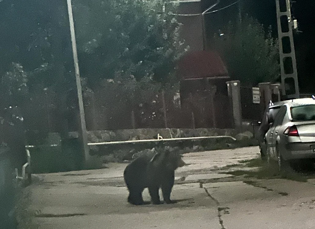 Un urs a coborât pe străzile orașului Zlatna FOTO Jandarmeria Alba
