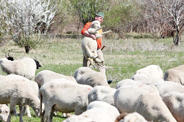 Ciobanul Dan ne arată iedul lui favorit, Vasilică, 15 kilograme