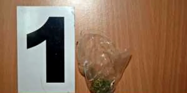 Procurorii DIICOT au confiscat mai multe grame de canabis