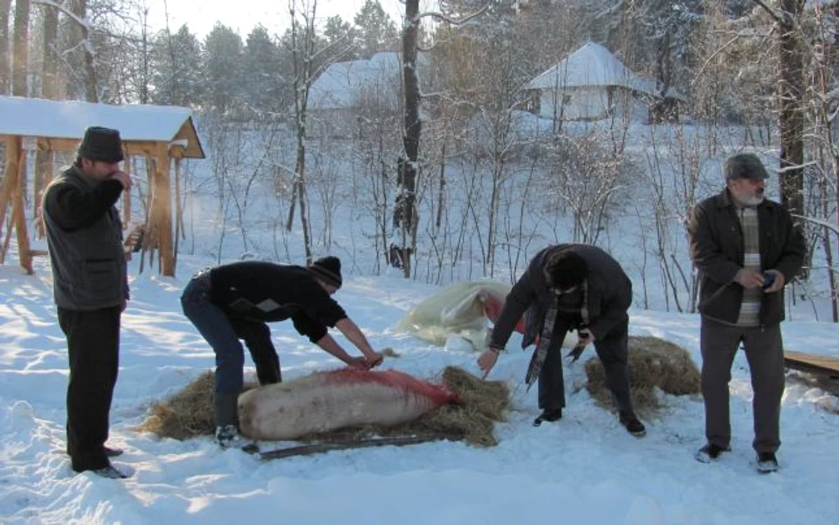 Ritualul tăierii porcului în Bucovina