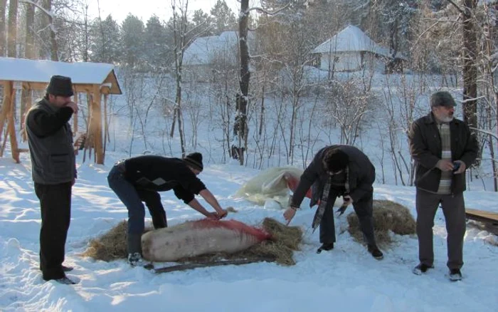 Ritualul tăierii porcului în Bucovina