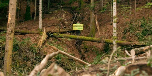 taieri ilegale paduri virgine fagaras