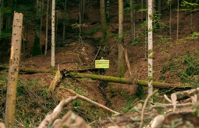 În Munţii Făgăraş s-au tăiat aproape o mie de hectare în ultimii zece ani FOTO: Cristi Grecu