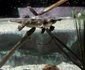 3 platypus 3762257 1280 jpg jpeg
