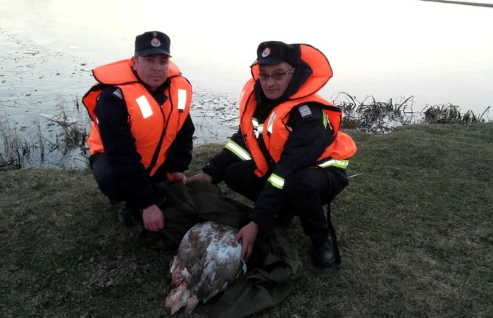 Pompierii au predat pasărea rănită medicului veterinar FOTO: ISU Olt