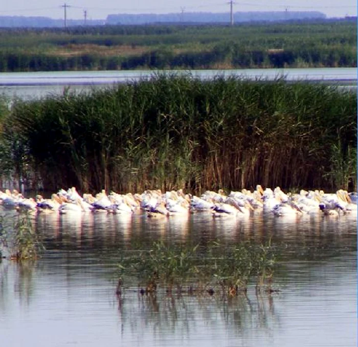 Pelicanii, hoţi protejaţi de lege