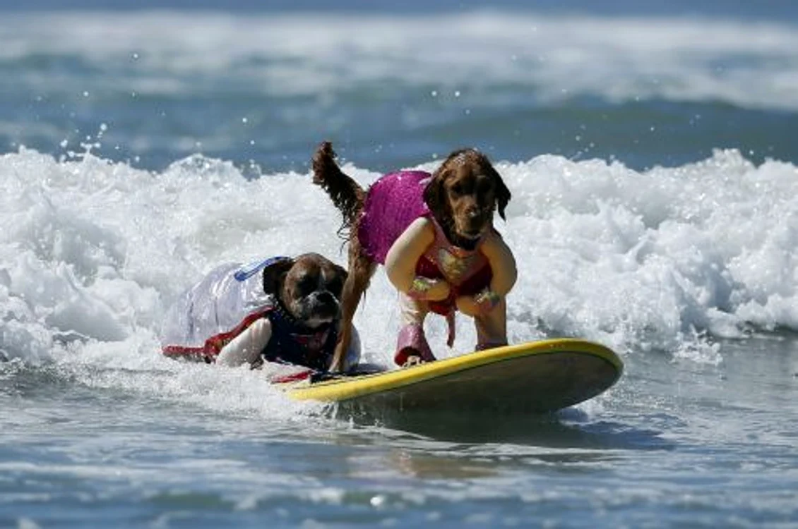 Câini care fac surf (FOTO REUTRS)