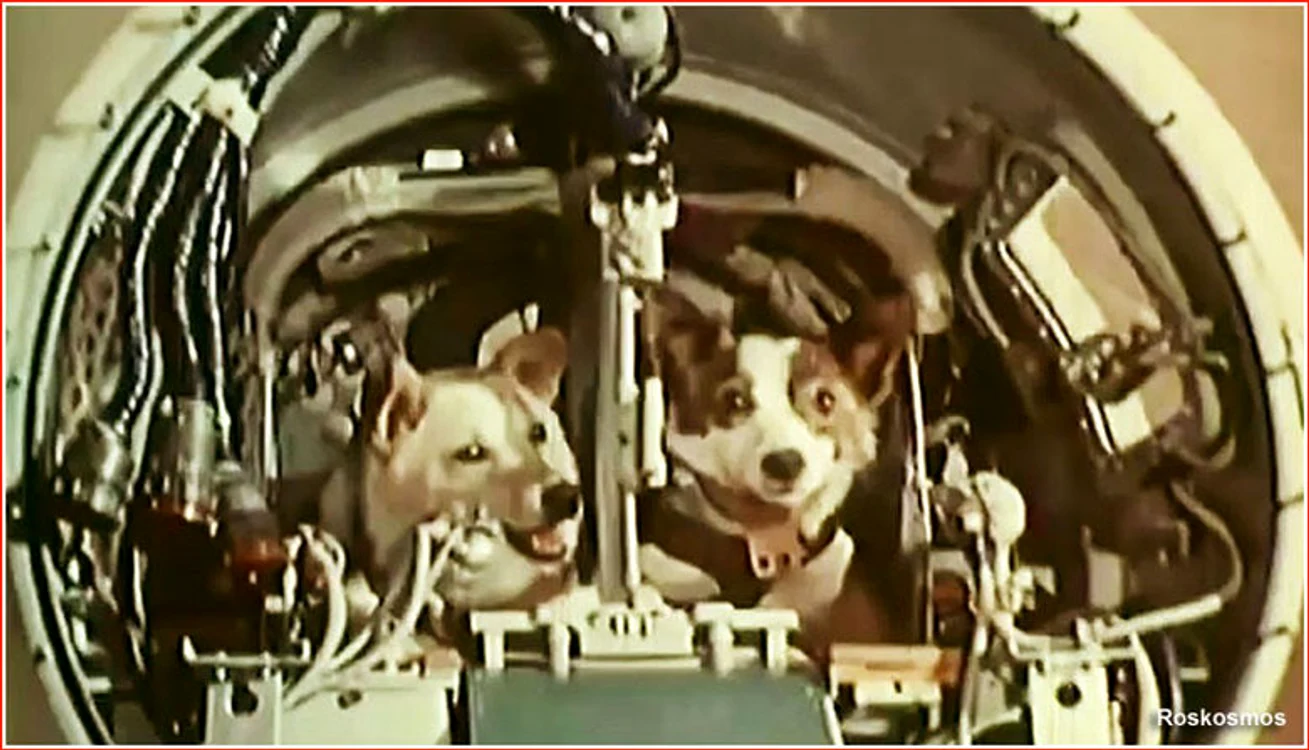 Belka și Strelka, la bordul rachetei Sputnik 5 (foto: Agenția Federală Spațială Rusă - Roscosmos)