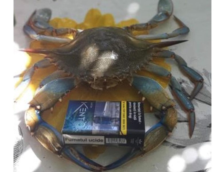 Crabul albastru, o specie invazivă nouă în Delta Dunării. Este considerat „un prădător oportunist”