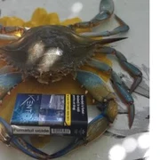 Crabul albastru jpg
