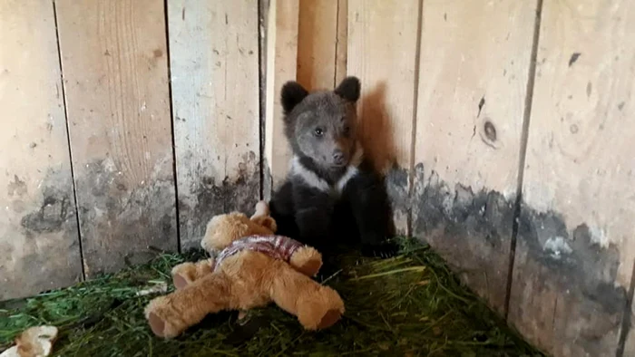 Puiul de urs se joacă cu un ursulet de pluş