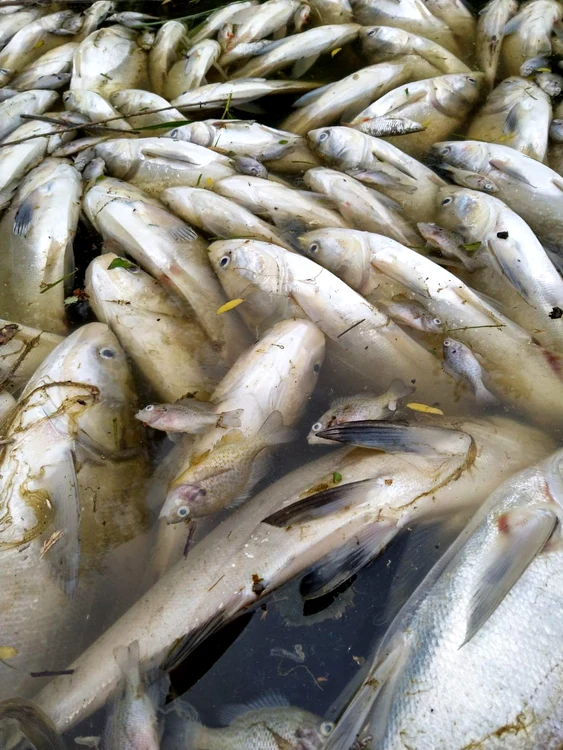 Grămezi de pește mort s-au strâns la mal
