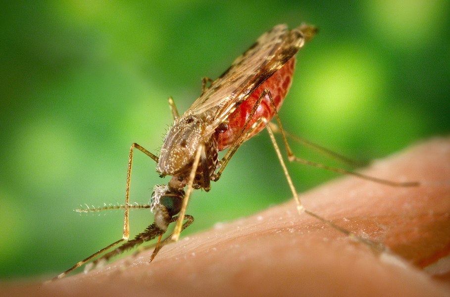 Cel mai mare inamic al speciei umane. Are numai 6 mm, dar ucide anual aproape un milion de oameni