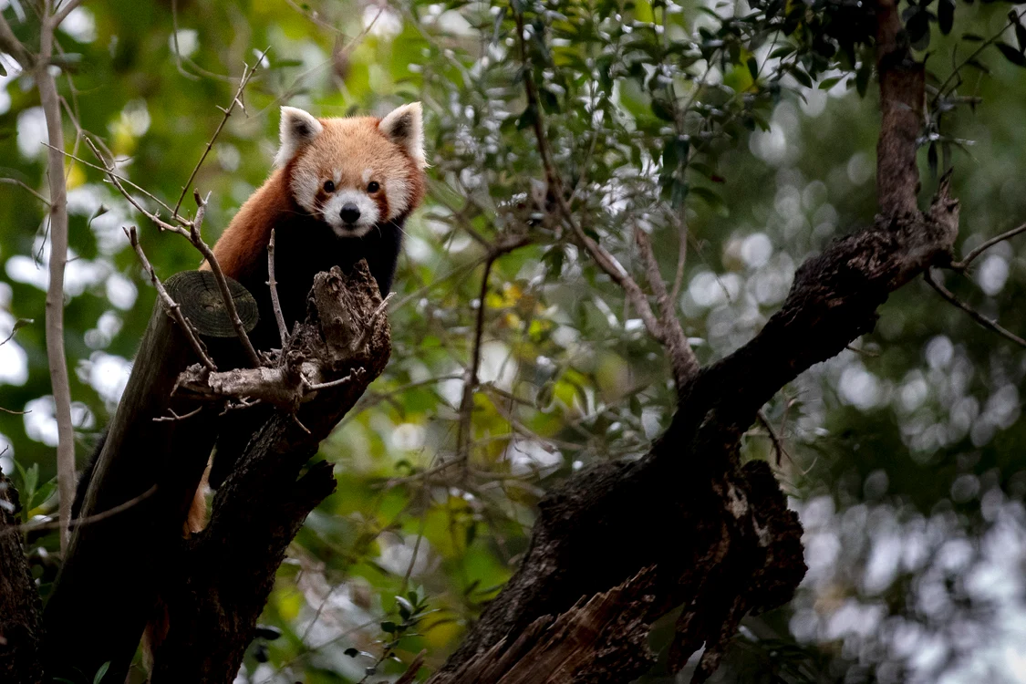 Panda roșu, specie pe cale de dispariție care ar putea fi afectată de schimbarea legii. FOTO: AFP