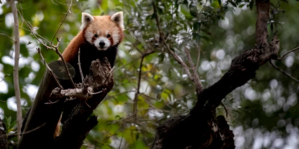 Pui de panda roșu la grădina zoologică din Lisabona decembrie 2023 FOTO AFP jpg