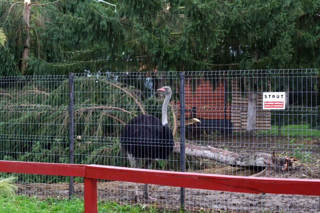 Peste ţarcul struţilor s-au prăbuşit mai mulţi copaci. D.G.