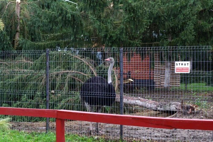 Peste ţarcul struţilor s-au prăbuşit mai mulţi copaci. D.G.