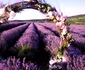 lavanda 4 png
