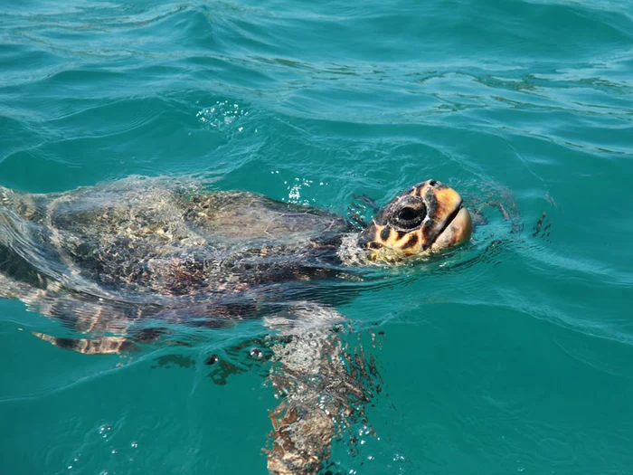Laganas, Zakynthos, noua capitală a distracţiei